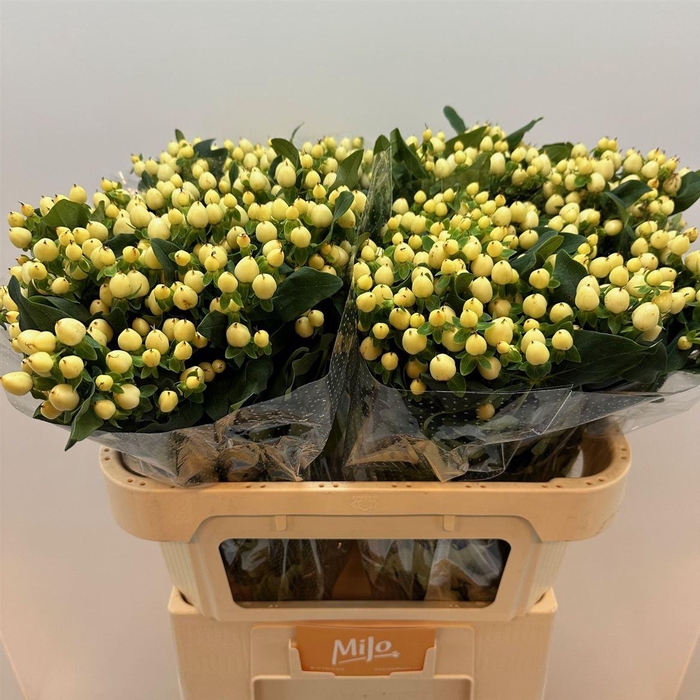 <h4>Hyp Mag White Prince</h4>