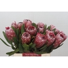 Protea Pink Ice