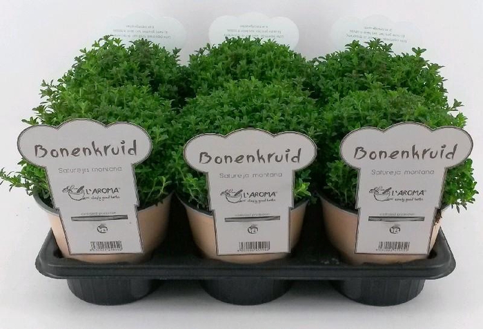 Satureja Montana L'Aroma Bonenkruid, NL-etiket met tip