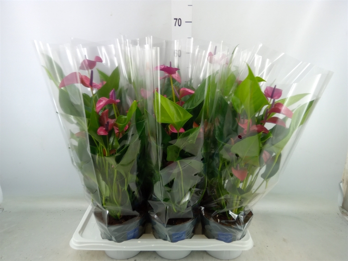 <h4>Anthurium andr. 'Pure Purple'</h4>