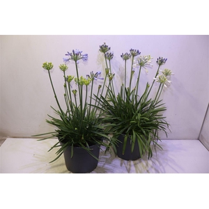 Agapa Gem In Pot White Blue