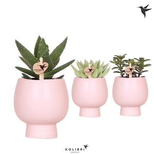 Kolibri Greens Succulenten mix in Scandic pot nude