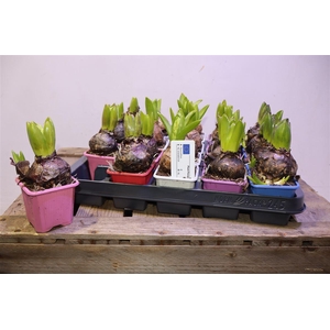 arr8 Hyacin Gem 5 Kl