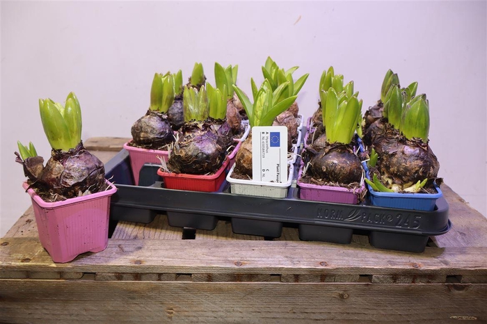 <h4>arr8 Hyacin Gem 5 Kl</h4>