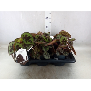 Begonia BD masoniana 'Mountain'