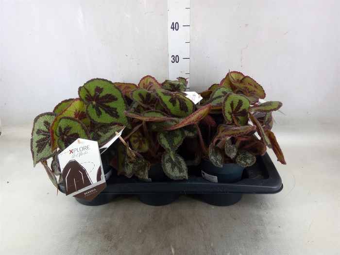 <h4>Begonia BD masoniana 'Mountain'</h4>