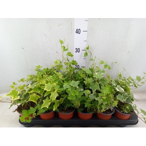 Hedera helix   ...mix 3