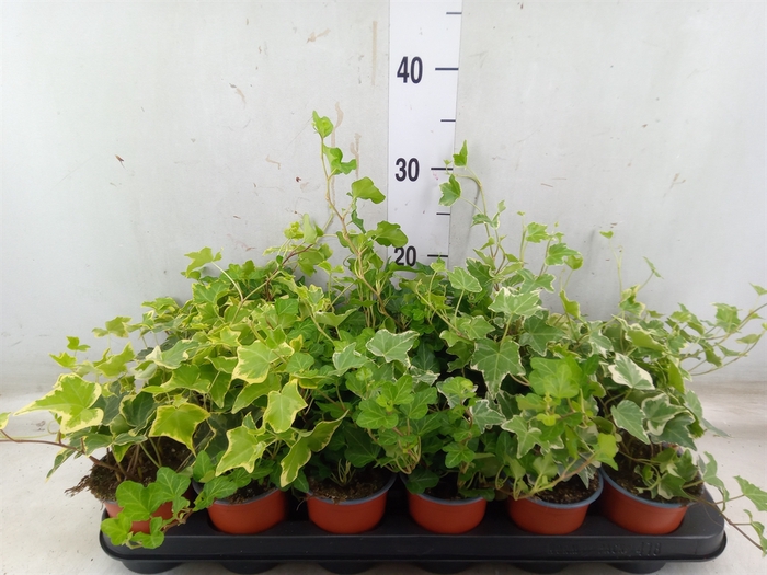<h4>Hedera helix   ...mix 3</h4>
