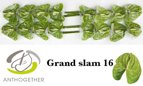 <h4>Anthurium Grand Slam</h4>