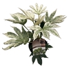 Fatsia jap. 'Spiderweb' sense C2