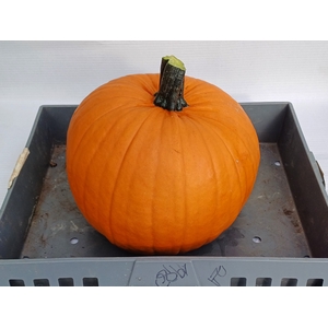 CUC HALLOWEEN