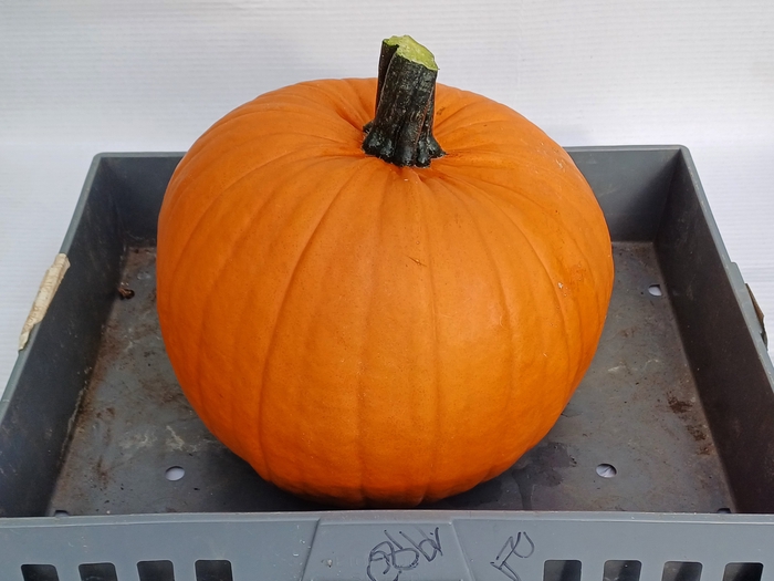 <h4>CUC HALLOWEEN</h4>