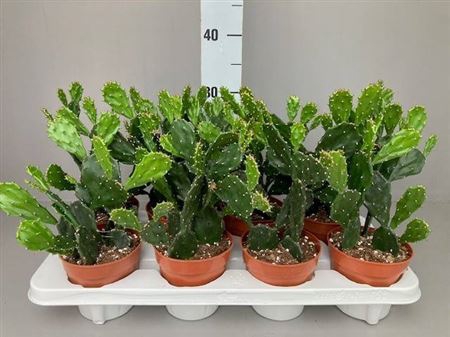 <h4>Opuntia Jamaicensis</h4>