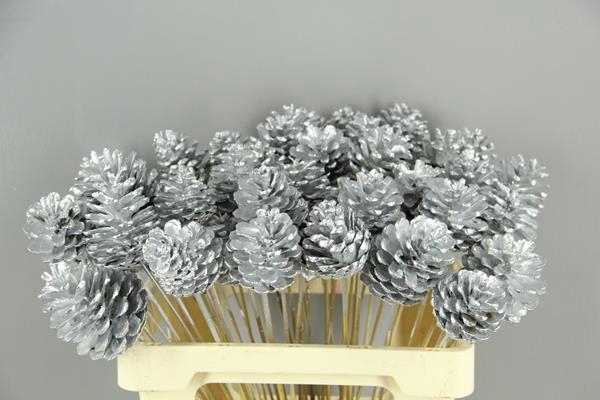 <h4>Stick Pine Cone Silver</h4>