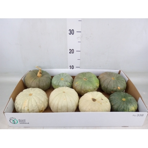 Cucurbita