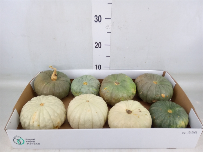<h4>Cucurbita</h4>