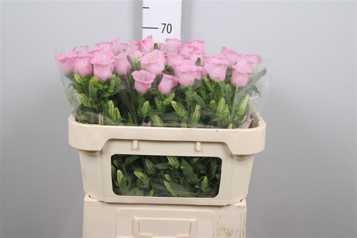 <h4>Camp M Pearl Pink</h4>