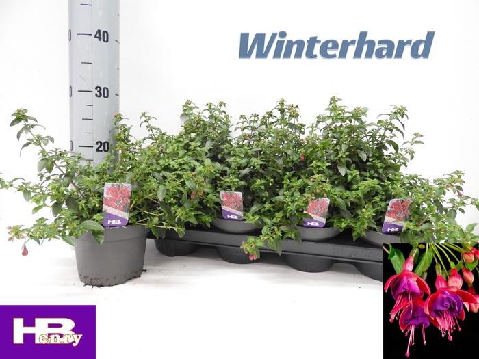 <h4>FUCHSIA TOM THUMB</h4>