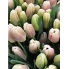 TULPEN GEFRANST