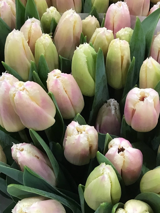 TULPEN GEFRANST
