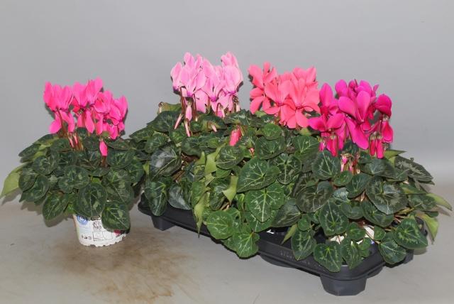 <h4>CYCL GR SUP XL</h4>