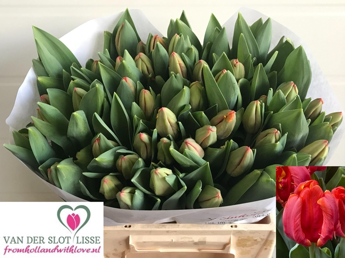 <h4>TU PA AD REM PARROT</h4>