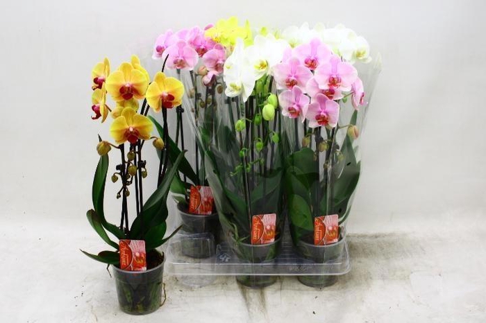 <h4>PHAL EL CASCADE</h4>