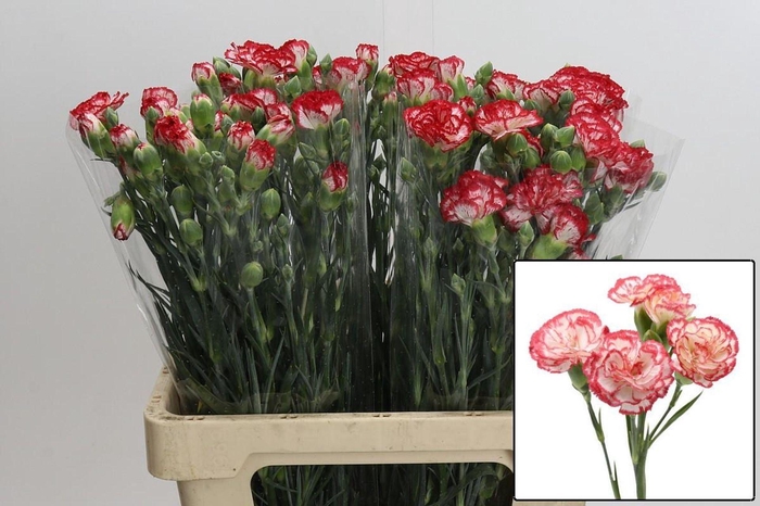 <h4>Di tr Minuetto</h4>