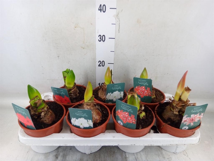 <h4>Hippeastrum   ...</h4>