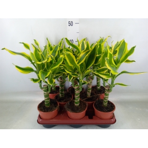 Dracaena frag. 'Golden King'