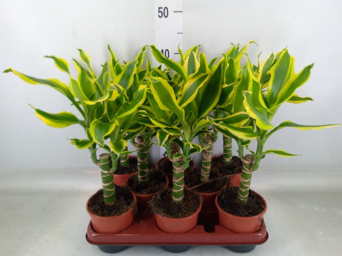 <h4>Dracaena frag. 'Golden King'</h4>