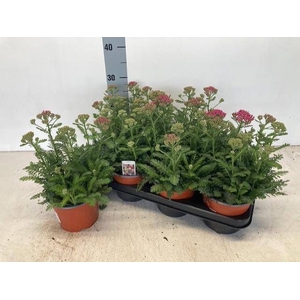 ACHI MILLEFOLIUM