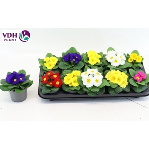 PRIM AC PARADISO GEM