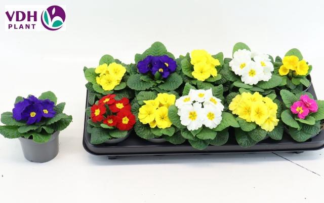 <h4>PRIM AC PARADISO GEM</h4>