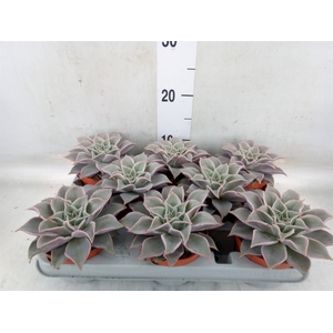 Echeveria   ...