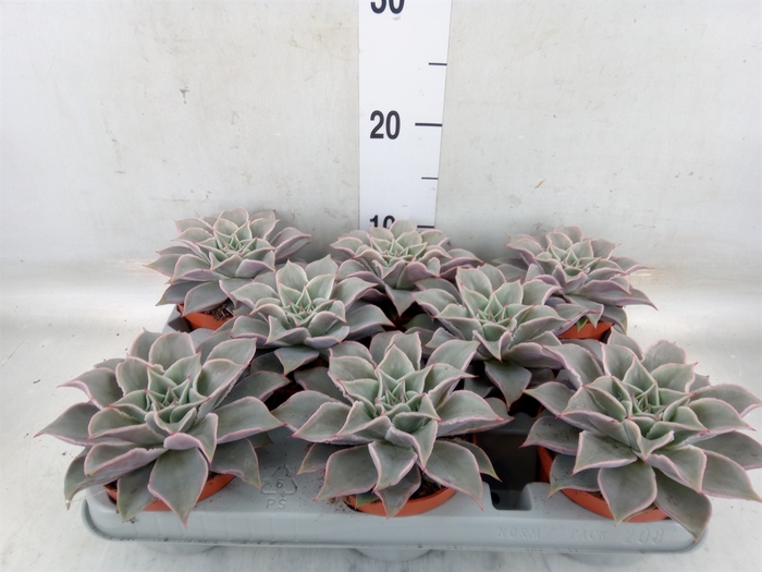 <h4>Echeveria   ...</h4>
