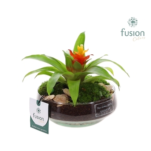 Green Bottle Iris Small met Bromelia