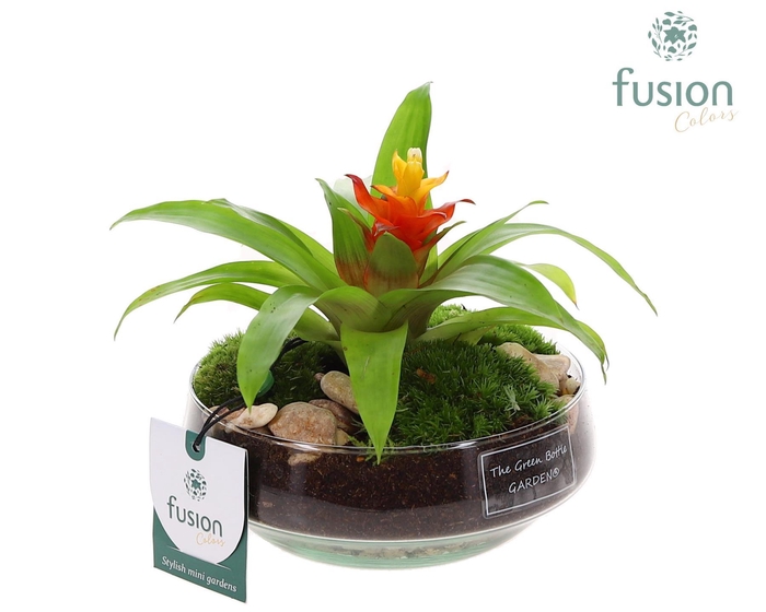 <h4>Green Bottle Iris Small met Bromelia</h4>