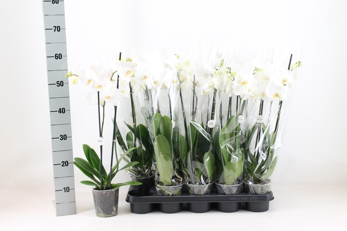 <h4>PHAL OV WIT</h4>