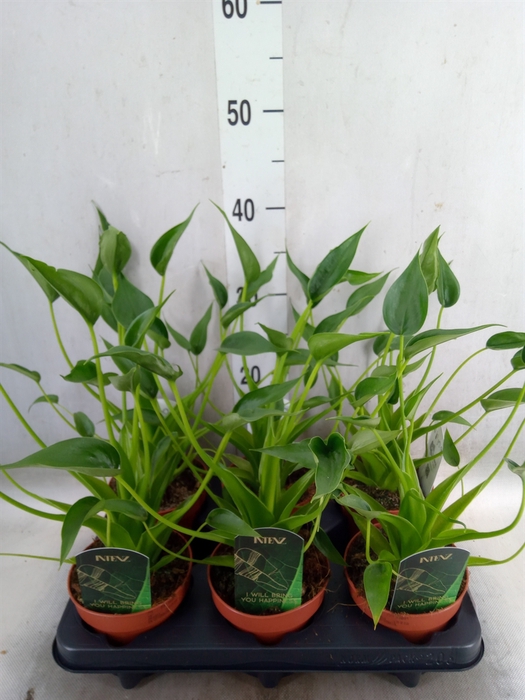 <h4>Alocasia  'Tiny Dancers'</h4>