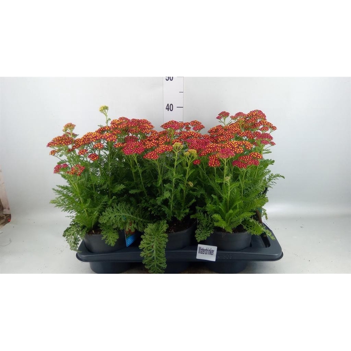 <h4>Achillea millef.</h4>