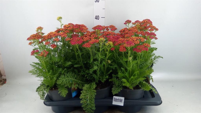 <h4>Achillea millef.</h4>