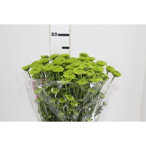 CRISANTEMO SANTINI GRASSLY 070 CM