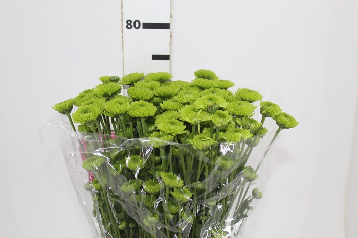 CRISANTEMO SANTINI GRASSLY 070 CM