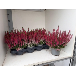 CALLU BL SABELLA