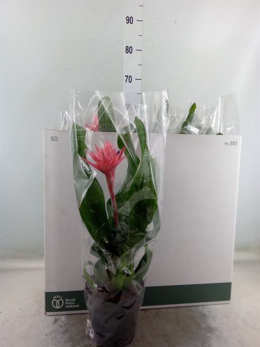 <h4>Aechmea fasciata 'Primera'</h4>