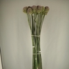 ALLIUM SUMMER DRUMME