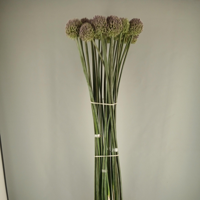 ALLIUM SUMMER DRUMME