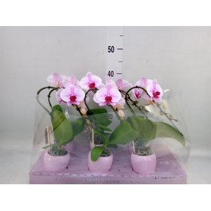 Phalaenopsis   ...rose