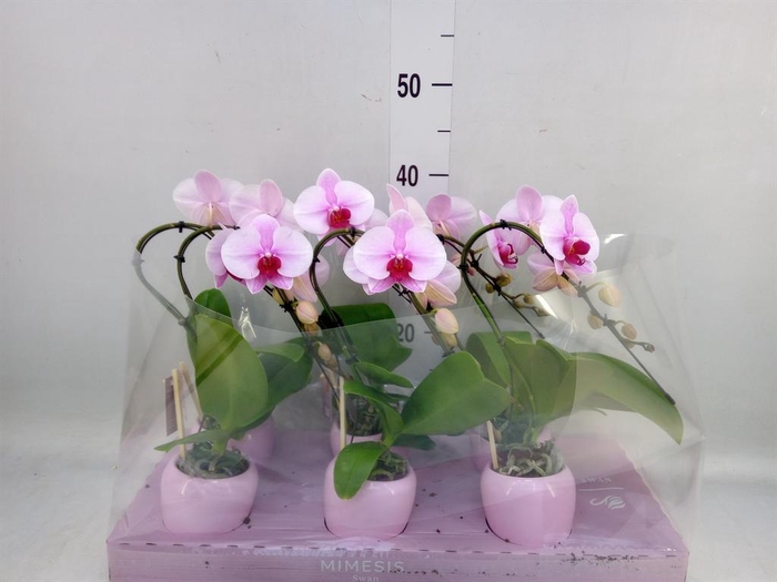 <h4>Phalaenopsis ...rose</h4>